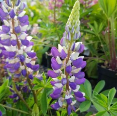 Lupin Gallery Blue