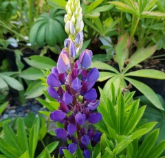 Lupin Gallery Blue