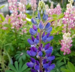 Lupin Gallery Blue