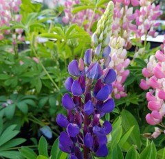 Lupin Gallery Blue