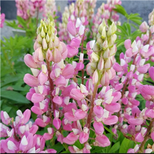 Lupin Gallery Pink