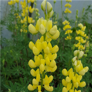 Lupinus arboreus Luteus