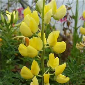 Lupinus arboreus