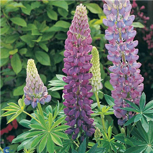 Lupin Gallery Blue