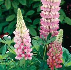 Lupin Gallery Pink