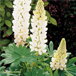 Lupin Gallery White