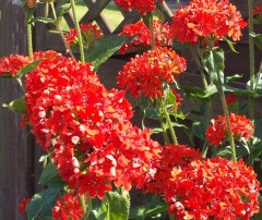 Lychnis chalcedonica