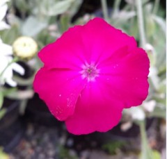 Lychnis coronaria