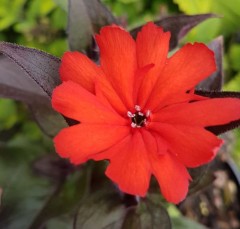 Lychnis Molten Lava