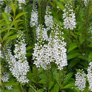 Lysimachia barystachys