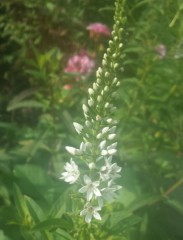 Lysimachia barystachys