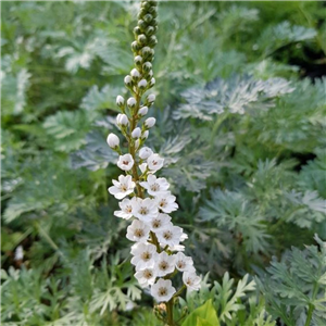 Lysimachia Candela