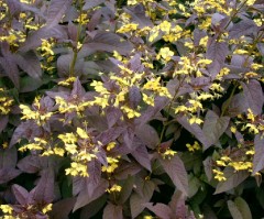 Lysimachia ciliata Firecracker