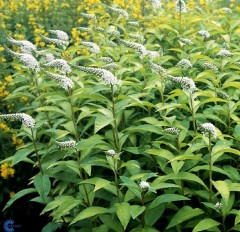 Lysimachia clethroides