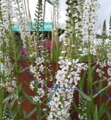 Lysimachia ephemerum