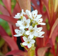 Lysimachia fortuneii