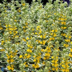 Lysimachia punctata Alexander