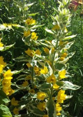 Lysimachia punctata Alexander