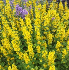 Lysimachia punctata