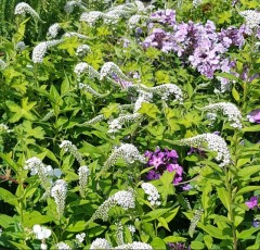 Lysimachia clethroides