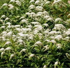 Lysimachia clethroides