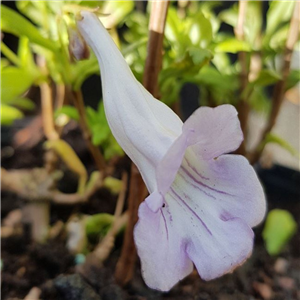 Lysionotus pauciflorus Lavender Lady