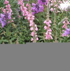 Lythrum salicaria Blush