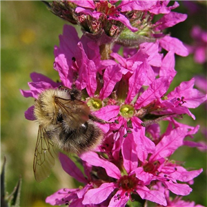 Lythrum virgatum Dropmore Purple