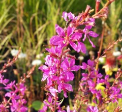 Lythrum salicaria Mordern Pink