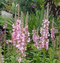 Lythrum salicaria Blush