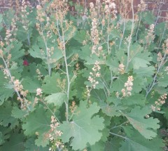 Macleaya cordata