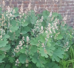 Macleaya cordata