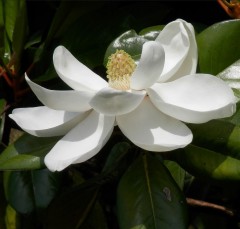 Magnolia grandiflora Kay Paris