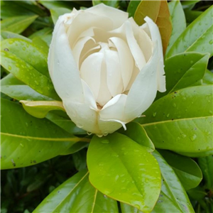 Magnolia grandiflora