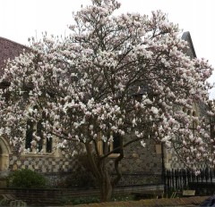 Magnolia soulangeana