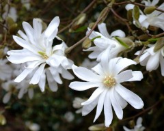 Magnolia stellata