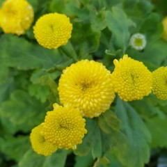 Tanacetum parthenium Golden Ball