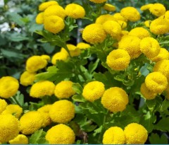 Tanacetum parthenium Golden Ball