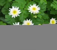 Tanacetum Selma Star