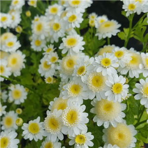 Tanacetum parthenIum White Stars