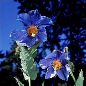 Meconopsis bailyi