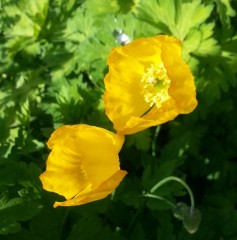 Meconopsis cambrica