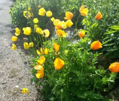 Meconopsis cambrica