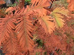 Metasequoia glyptostroboides