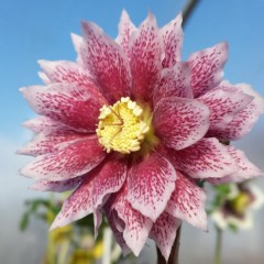 Helleborus x hybridus double pink spotted