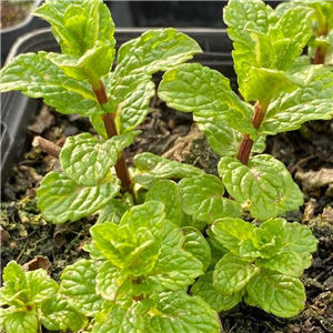 Herb Mint - Israel (Mentha spicata)