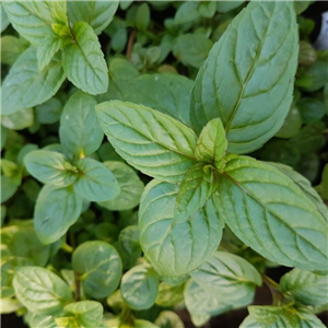 Herb Mint - Black Mitcham (M piperita forma rubescens