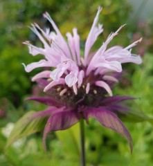 Monarda Beauty of Cobham