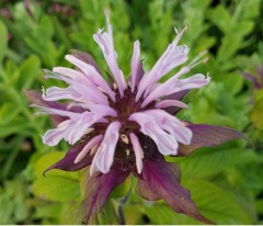 Monarda Beauty of Cobham