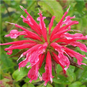 Monarda Coral Reef